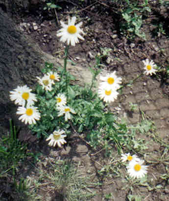 Planting daisy flowers.