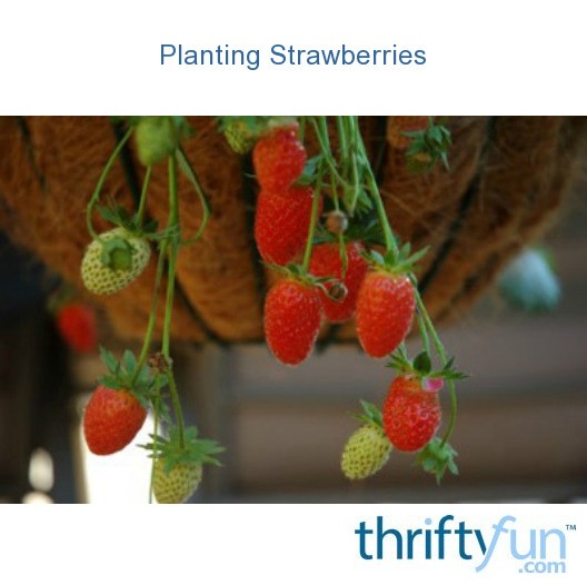 Three Systems For Planting Strawberries ThriftyFun