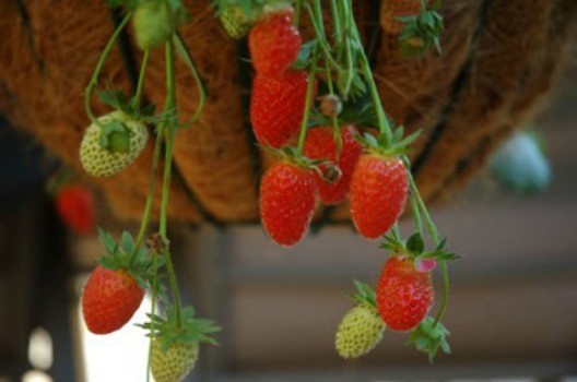 Strawberry plants.