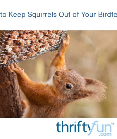 how to keep squirrels out of your birdfeeder thriftyfun how to keep squirrels out of your birdfeeder thriftyfun