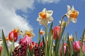 daffodil flowers