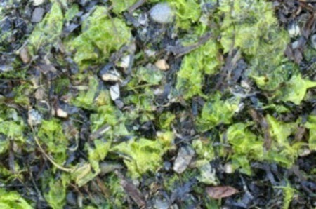 Composting seaweed.