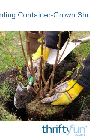 Planting Container-Grown Shrubs | ThriftyFun