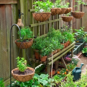 Container garden.