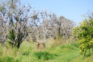 Trees and grass