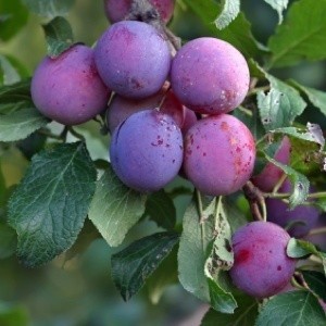 Hardy Fruit Trees For The Backyard Orchard