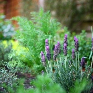 Perennial herb garden.