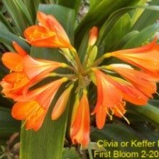 Spring Blooms (The Path Garden, Moorpark, CA) - Orange Lily