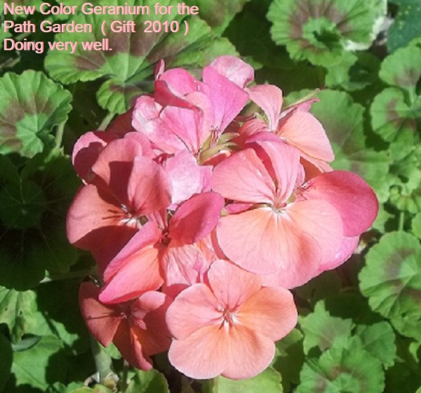 Spring Blooms (The Path Garden, Moorpark, CA) - Pink Geranium