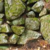 Moss on a rock wall.