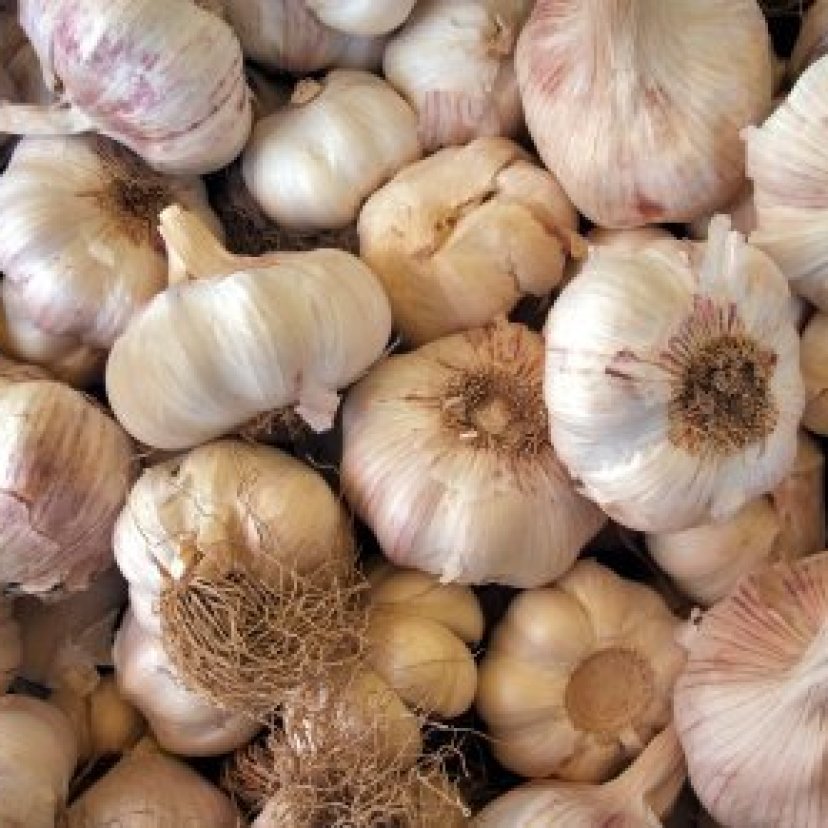 Growing Garlic | ThriftyFun