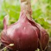 growing red onions