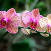 growing orchids
