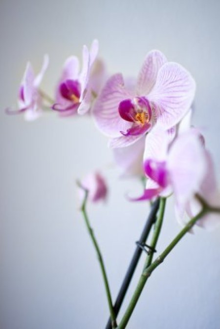 Keeping orchids upright