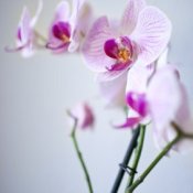 Keeping orchids upright