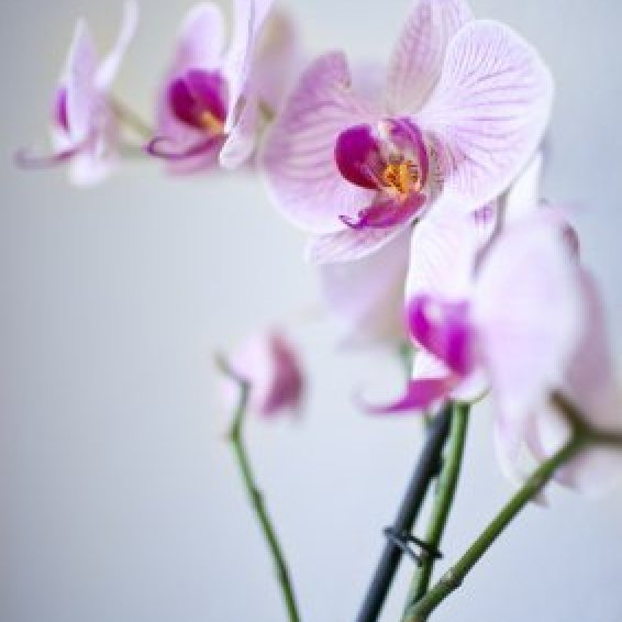 Keeping Orchids Upright ThriftyFun