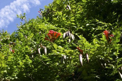 Trumpet Vine Seed Pods