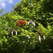 Trumpet Vine Not Flowering