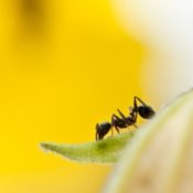 Ants on a Trumpet Vine