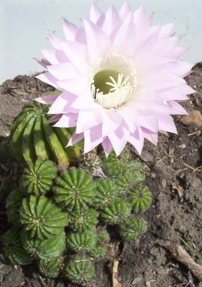 cactus flower