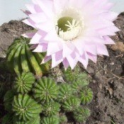 cactus flower