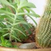 Growing Cactus House Plants