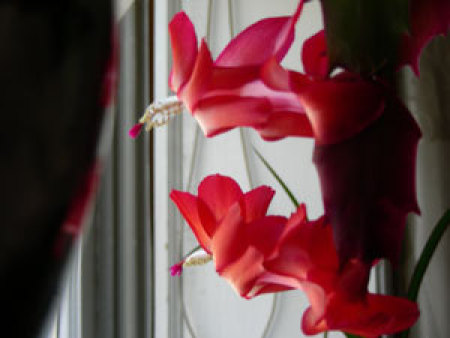 red christmas cactus