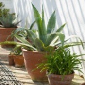 yucca plants