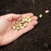 saving seeds