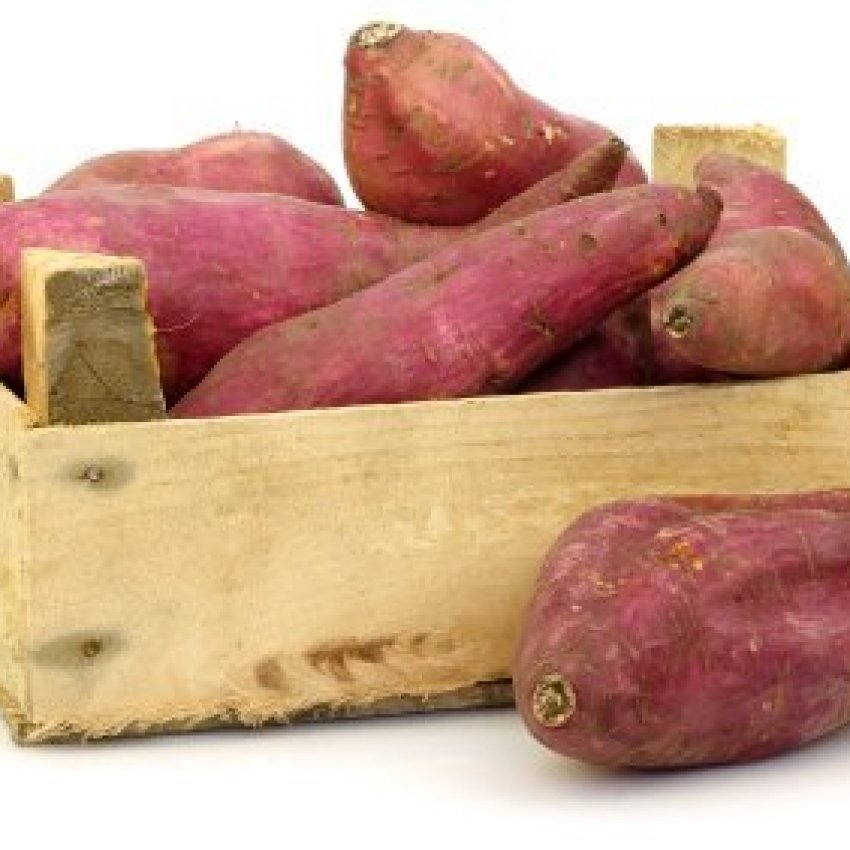 Growing Sweet Potatoes ThriftyFun