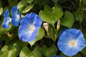 growing morning glory in pots