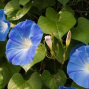 growing morning glory in pots