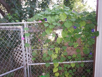 Morning glory growing around a dog kennel.