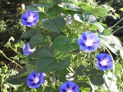 A blue morning glory plant with several blooms.