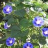 A blue morning glory plant with several blooms.