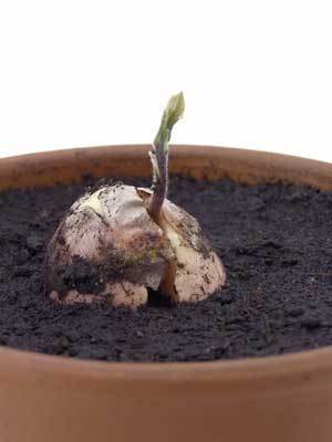 Growing an avocado from a seed.