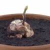 Growing an avocado from a seed.