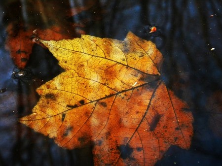 Fall Leaf (Annapolis, MD)