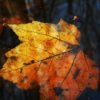 Fall Leaf (Annapolis, MD)