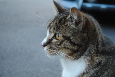 Mishka (Cat) in profile