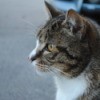 Mishka (Cat) in profile