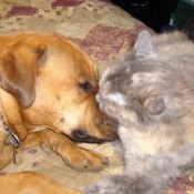 dog and cat lying nose to nose