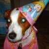 A dog with a cone birthday hat on.