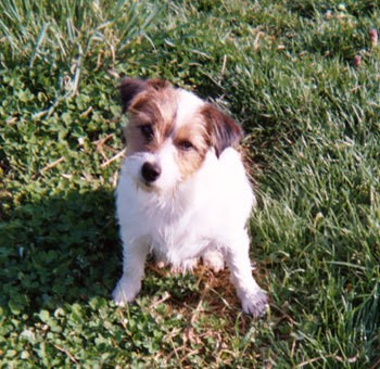 A Jack Russell Terrier sitting on grass.