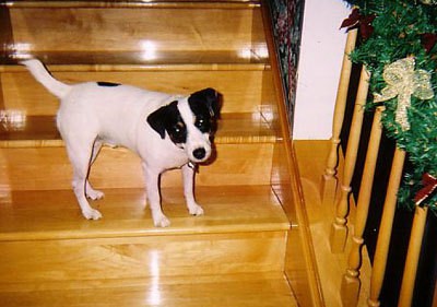 A Jack Russell terrier on a wooden staircase.