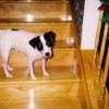 A Jack Russell terrier on a wooden staircase.