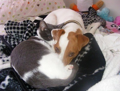 A dog snuggling with a cat.