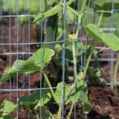 supporting cucumbers