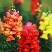 growing snap dragons from seed