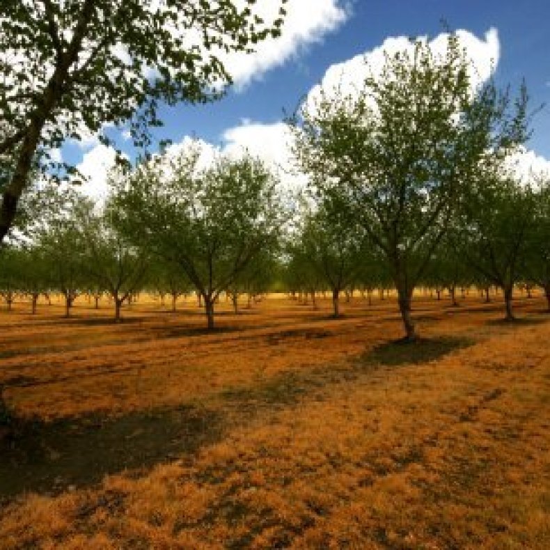 Growing Hazelnut Trees? | ThriftyFun